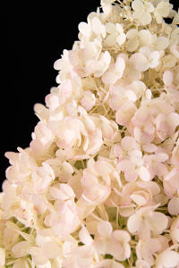 Obraz Hydrangea